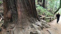 Private Muir Woods and Sausalito Half Day Tour