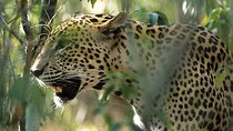 Sri Lanka Leopard Trail ( 15 N/ 16 D)