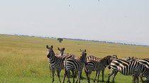 2-Day Tour in Tarangire and Ngorongoro