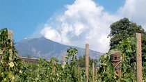 Private visit to the cellars of Etna with wine tasting