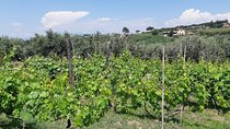 Castelli Romani wine Tour