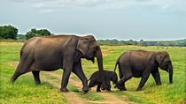 Minneriya National Park Private Safari from Habarana