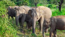 Hurulu Eco Park Private Safari from Sigiriya