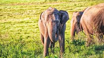 Hurulu Eco Park Private Safari from Dambulla