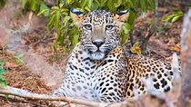 Yala National Park Private Safari with Naturalist