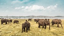 Wild Elephant Safari in Minneriya National Park