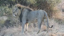 1-day Manyara N.P Tanzania small group sharing Joining safari 