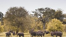 The Great Elephant Gathering Private Safari from Minneriya