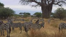 3 Days Mid-range Safari - Lake Manyara ,Tarangirie Park & Ngorongoro Crater