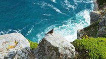 Private Tour : Hermanus Whale Watching and Wine