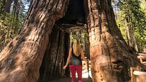 Yosemite and Giant Sequoias Day Tour