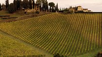 Montalcino and Pienza Tuscany Wine&Cheese Fullday from Florence