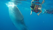 Private Whale Shark Tour from Playa del Carmen