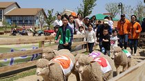 Private Full day Tour Anseong Farm Land with Gwangmyeong Cave