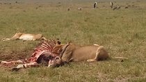 2 Days Safari to Maasai Mara NR - Mid range.