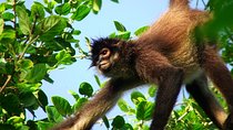 Private Tour Punta Laguna Monkey Sanctuary Zip Line