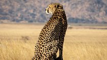 Private Tour: Big 5 Inverdoorn Private Game Reserve & Wine Tasting 