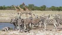 3 Day Etosha Private Guided Safari