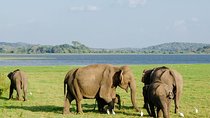 Wildlife safari at Minneriya National Park