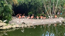 Skip the Line: Flamingo Gardens Admission Ticket in Fort Lauderdale