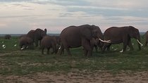 3 Days Safari to Tsavo West NP and Amboseli NP - Midrange.