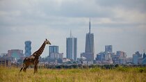 Half-Day Private Guided Safari Tour to Nairobi National Park