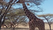 3 Days Safari to Samburu N/R and Ol Pejeta Conservancy.- Luxury.