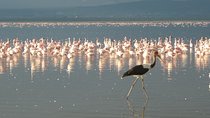 3 Days Safari to Lake Bogoria N/R and Lake Nakuru N/P- Luxury.