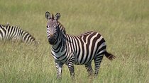 3 Days Safari Tour in Lake Manyara and Ngorngoro
