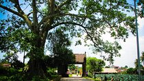 1-day Discover Duong Lam Ancient Village and the rural life of Hanoi 