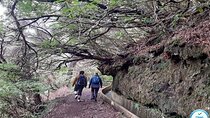 Private Guided Walk Levada Ribeiro Frio to Portela