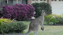Urban Kangaroos 