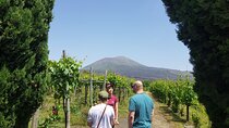Wine tasting in the Vesuvius National Park