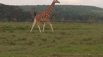 4 Days Safari to Lake Bogoria NR Lake Nakuru NP Naivasha, Hells gate NP-Midrange