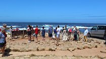 Private Tour from Cape Town To Cape of Good Hope Penguins Plus Wine Tasting F/D 