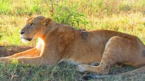 4 Days Safari to Tsavo East N/P, Tsavo West N/P, Amboseli N/P