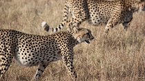 Best South Africa Tour to Kruger National Park and Cape Town