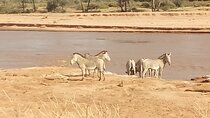 5 Days Safari to Samburu N/R, Meru N/P, Mid range.