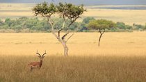 6 Days Safari to Meru N/P, Lake Naivasha, Maasai Mara N/R - Mid range.