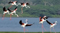 Birdwatching by Boat at Kalametiya Sanctuary