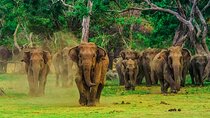 Udawalawe National Park Safari from Colombo
