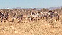 7 Days Safari, Samburu N/R Ol Pejeta Conservancy, Hells Gate N/P Maasai Mara N/R