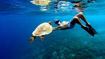 Akumal paradise tour Swimming with Turtles & ancient Tulum Ruins. Lunch included