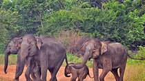 Udawalawe National Park Safari from Galle