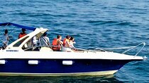 Whale Watching Shared Boat Tour from Bentota