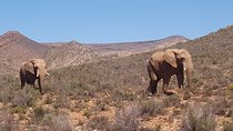 Full-Day Safari Aquila Game Reserve from Cape Town