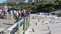 Cape of Good Hope Penguins From Cape Town Excl Entry Fees Tour