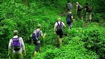 Rainforest Trekking in Kitulgala