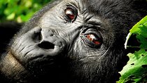 7 Days Uganda Gorilla and Wildlife safari