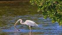 Muthurajawela Sanctuary Bird Watching and Negombo Lagoon Boat Trip